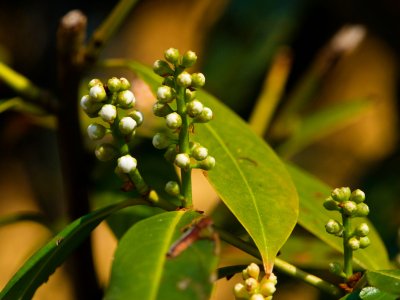 Prunus laurocerasus - bobkovišeň lékařská - pupen květ 